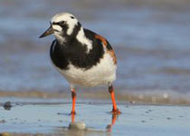 Ruddy Turnstone