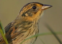 Saltmarsh Sharp-tailed Sparrow